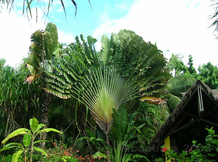 6DSCN1960.JPG - Arbre de la famille des musaces (Ravenala madagascariensis), l'arbre du voyageur retient l'eau de pluie dans ses ptioles foliacs