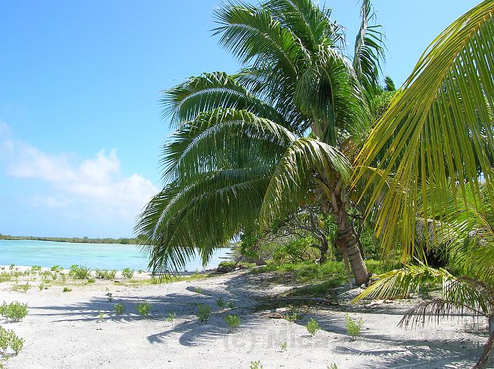 7DSCN1663.JPG - Le cocotier (Coco nucifera) qui pousse  mme le sable coralien des motu est la plante  tout faire. http://www.gototahiti.net/arbres_tahiti/cocotier/cocotier.htm