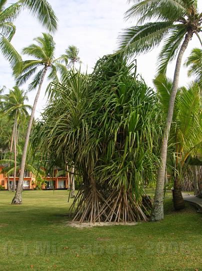 8DSCN1809.JPG - Vacoa, aprs le cocotier, le pandanus avec ses nombreuses varits est larbre le plus utile du Pacifique.