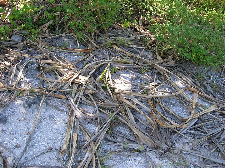 9DSCN1669.JPG - Les feuilles du pandanus, trs longues, sont employes pour tresser les articles de luxe