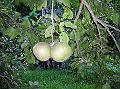 29DSCN1839