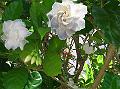 54DSCN1908