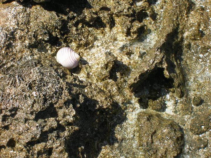 12DSCN1676.JPG - Voil un bigorneau ! ou plutt un turbo, ici on appelle a Ma'oa (Mollusque Gastropode du rcif)