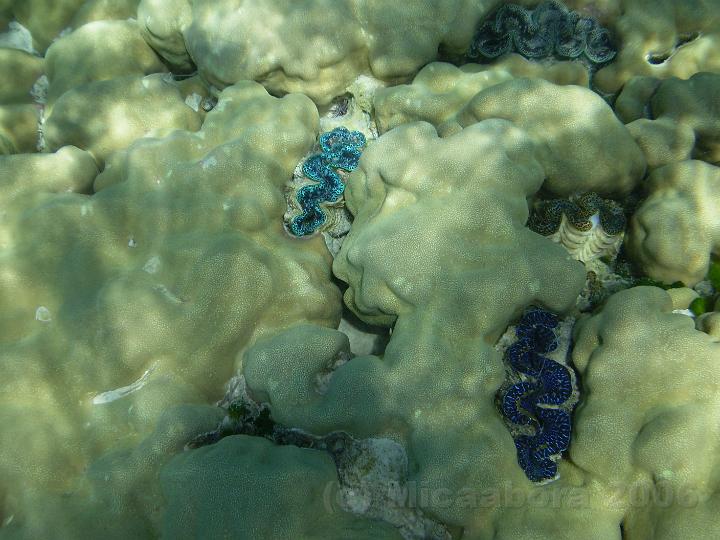 29PB160003.JPG - Sous mes pieds, un tapis de bnitiers aux vives couleurs se dtache sur un fond de porites (sorte de grosses "patates" englobes qui font penser  un cerveau humain) on en mangerait bien !
