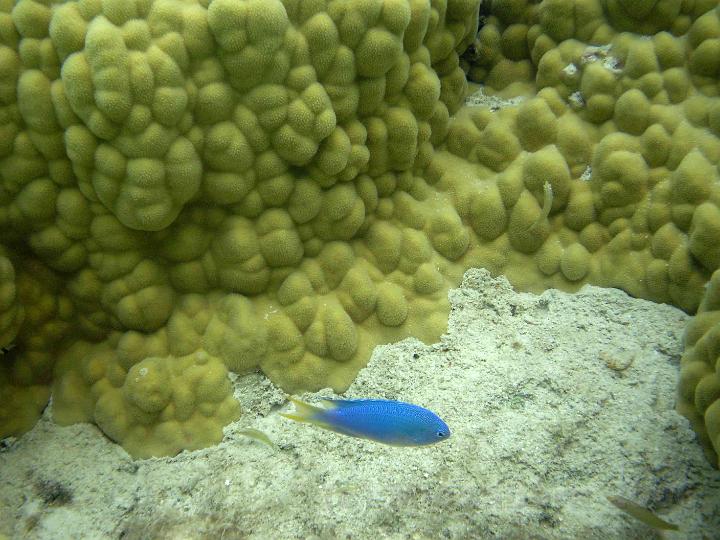 34PB190120.JPG - Oh le beau poisson bleu ! c'est une demoiselle, probablement un Pomacentrus coelestis